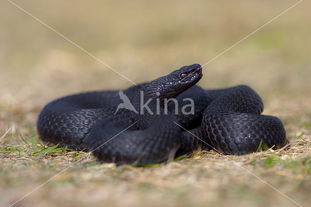 Adder (Vipera berus)