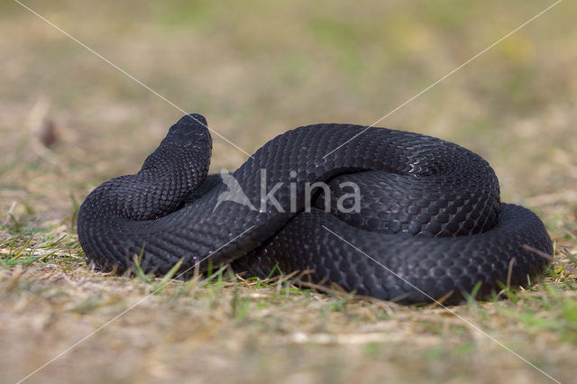 Adder (Vipera berus)