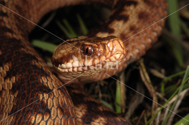 Common Viper (Vipera berus)