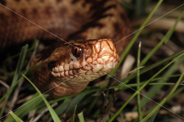 Common Viper (Vipera berus)