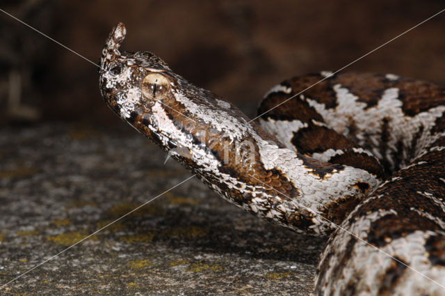 long-nosed viper (Vipera ammodytes)