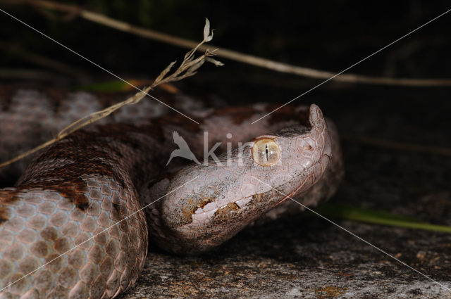 long-nosed viper (Vipera ammodytes)