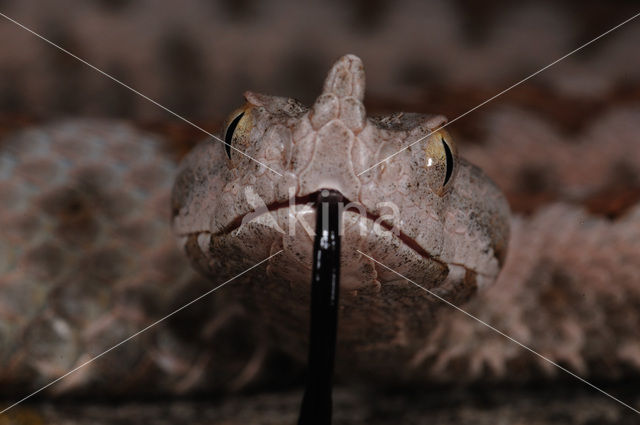 Adder