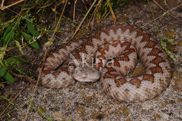 long-nosed viper (Vipera ammodytes)
