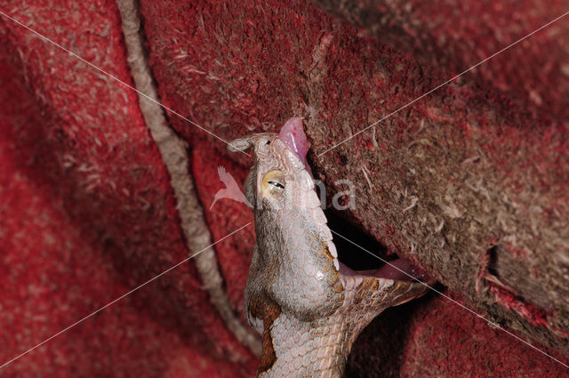long-nosed viper (Vipera ammodytes)
