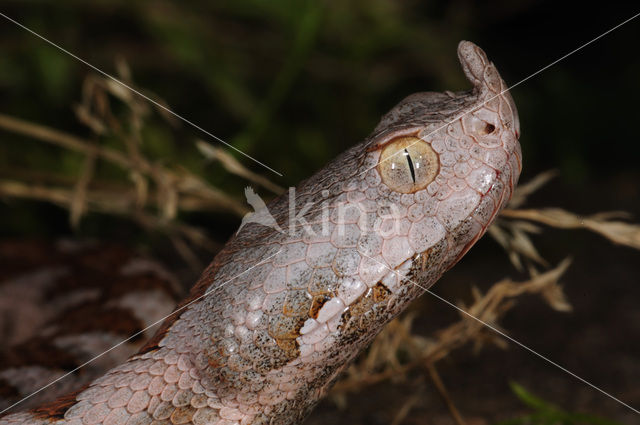 long-nosed viper (Vipera ammodytes)