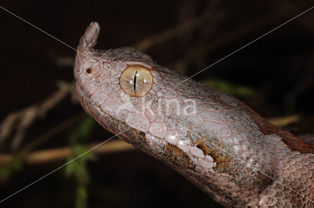 long-nosed viper (Vipera ammodytes)