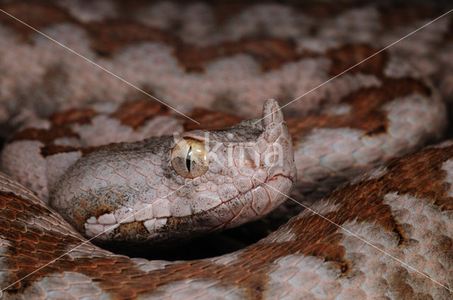 long-nosed viper (Vipera ammodytes)