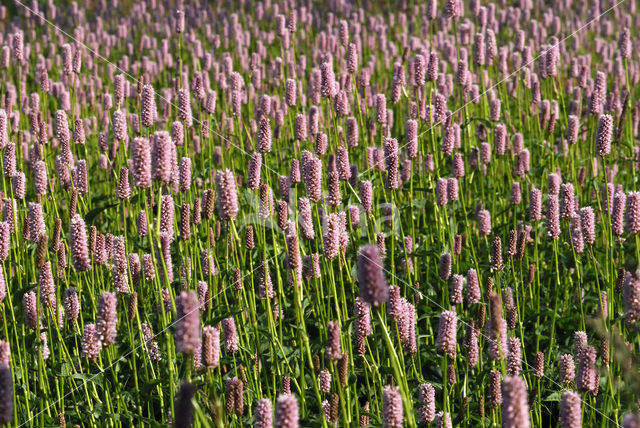 Common Bistort (Persicaria bistorta)