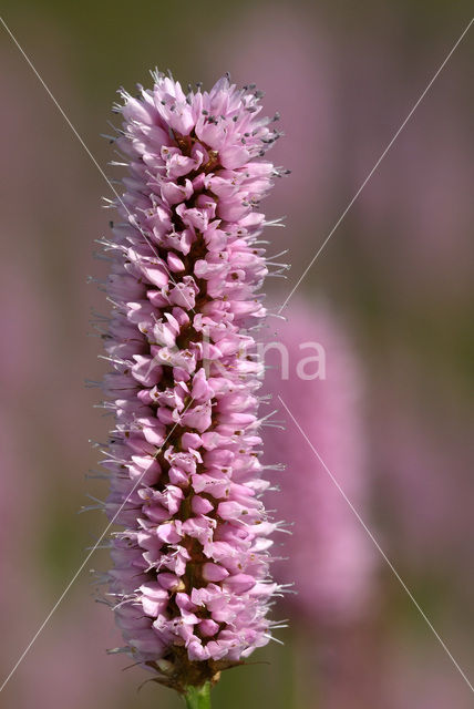 Adderwortel (Persicaria bistorta)