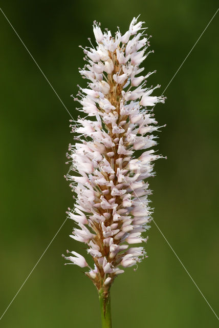Adderwortel (Persicaria bistorta)