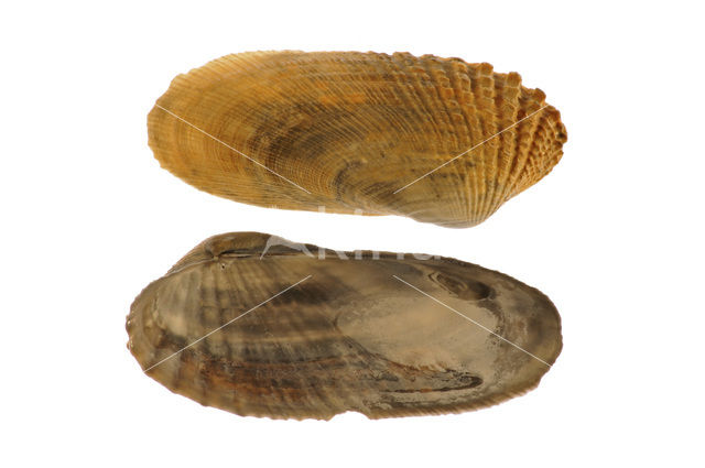 Amerikaanse boormossel (Petricola pholadiformis)