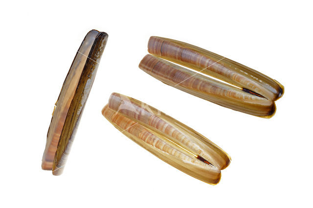 Atlantic razor clam (Ensis directus)