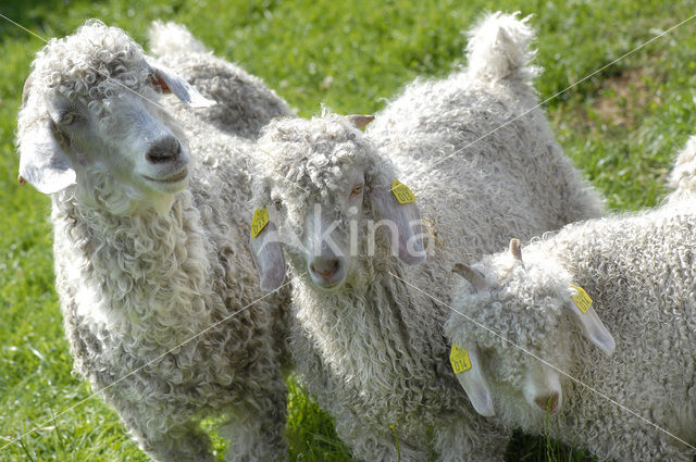 Angora Goat