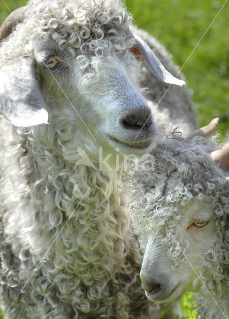 Angora Goat