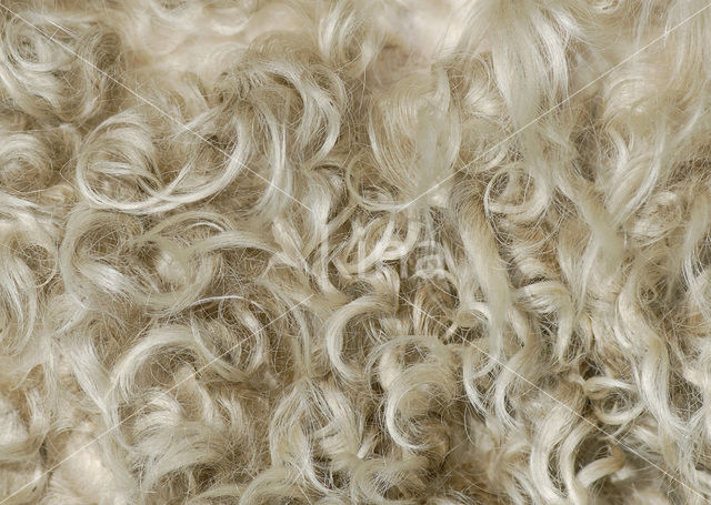 Angora Goat