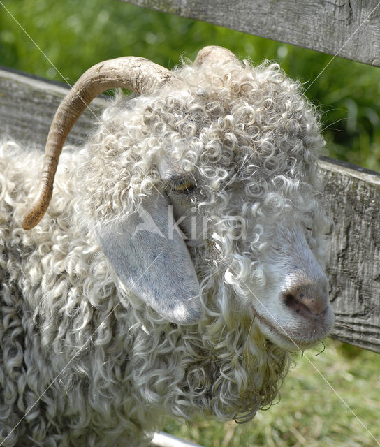 Angora Goat