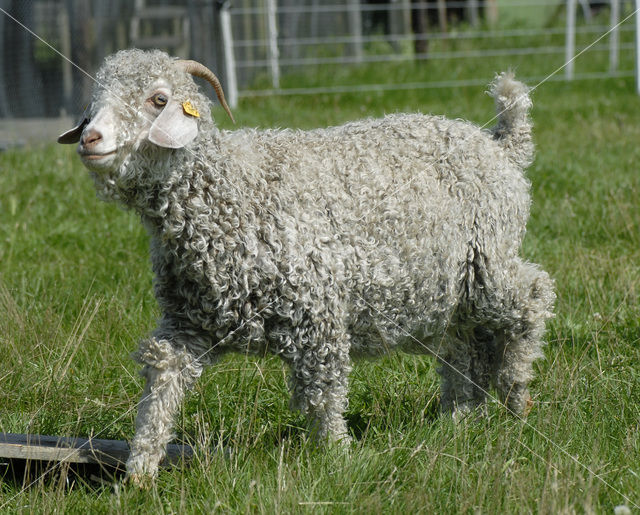 Angora Goat