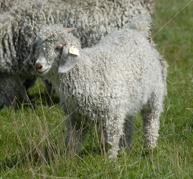 Angora Goat