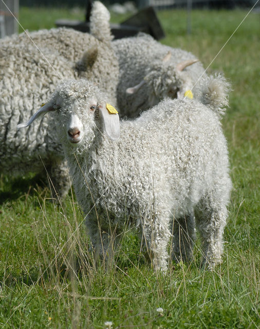 Angora Goat