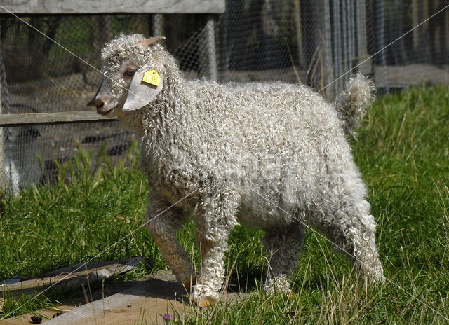 Angora Goat