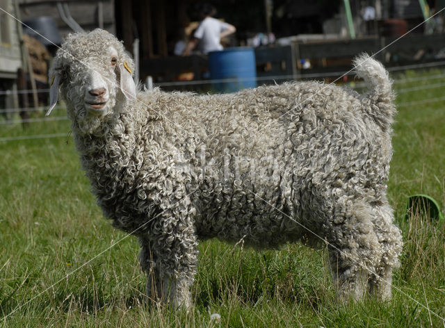 Angora Goat