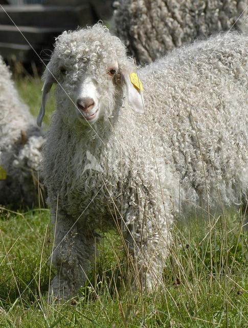 Angora Goat