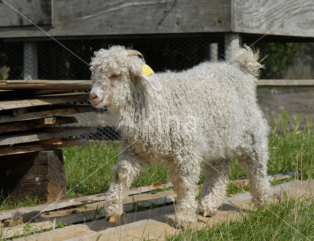 Angora Goat