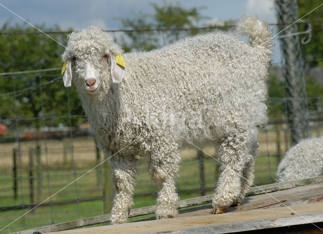 Angora Goat