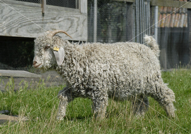 Angora Goat