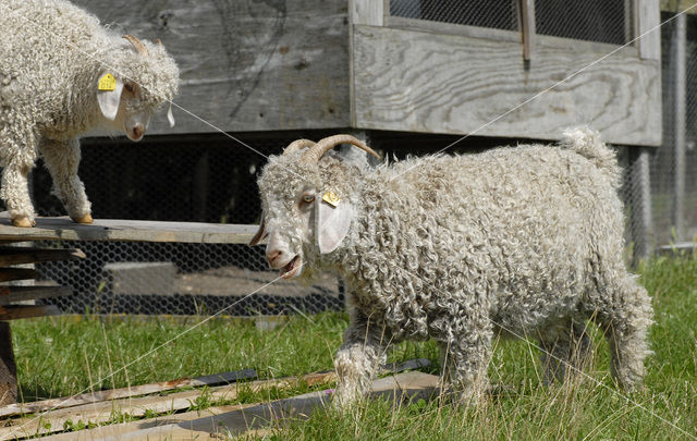 Angora Goat