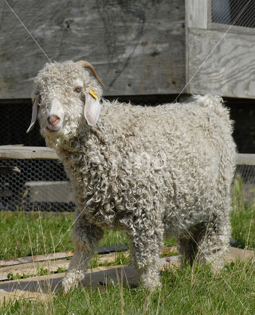 Angora Goat