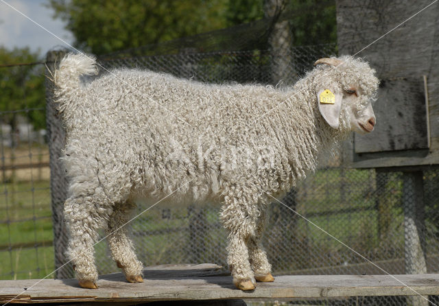 Angora Goat