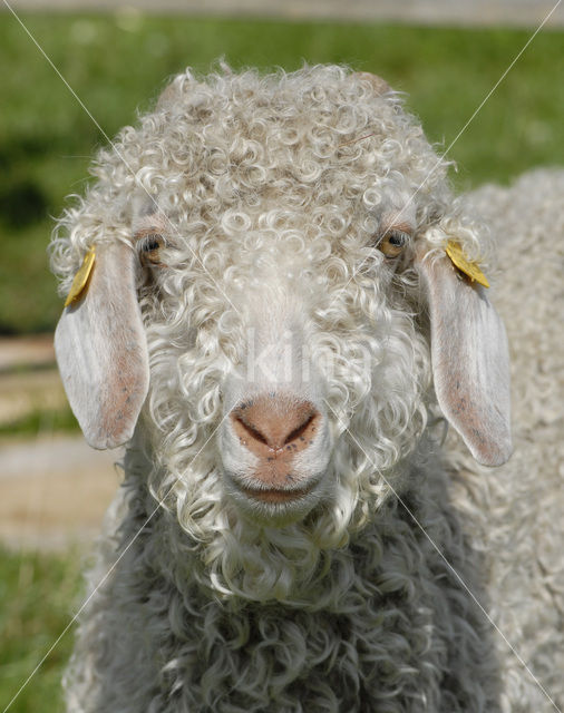 Angora Goat