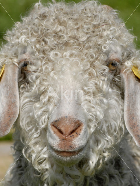 Angora Goat