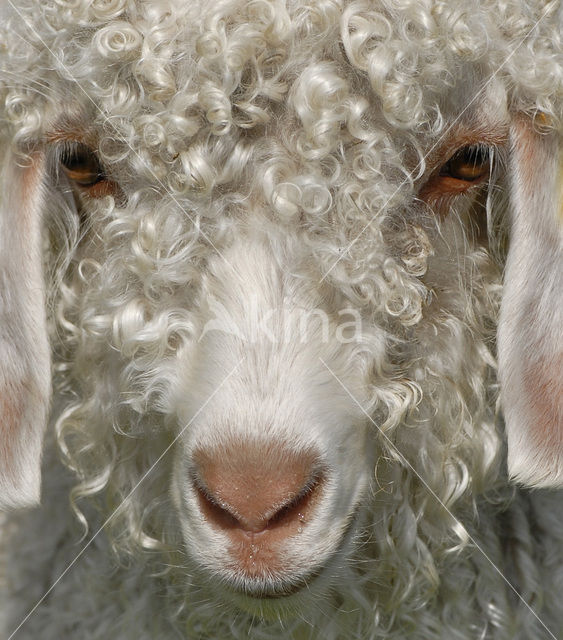 Angora Goat