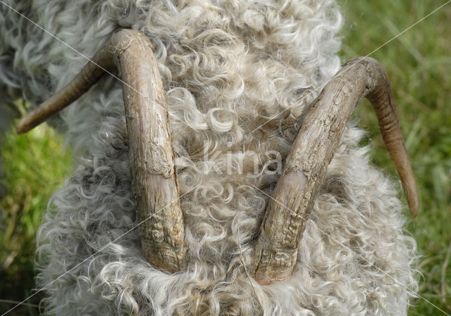 Angora Goat