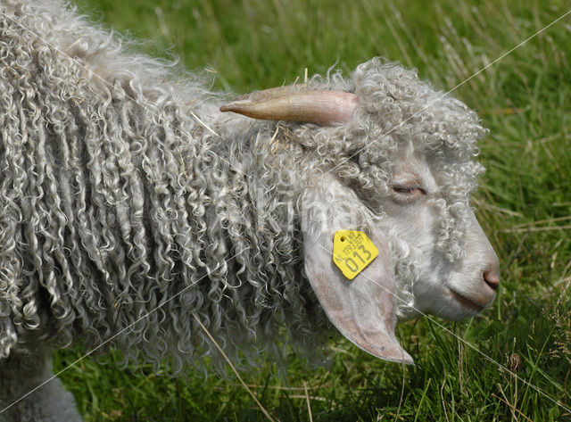 Angora Goat