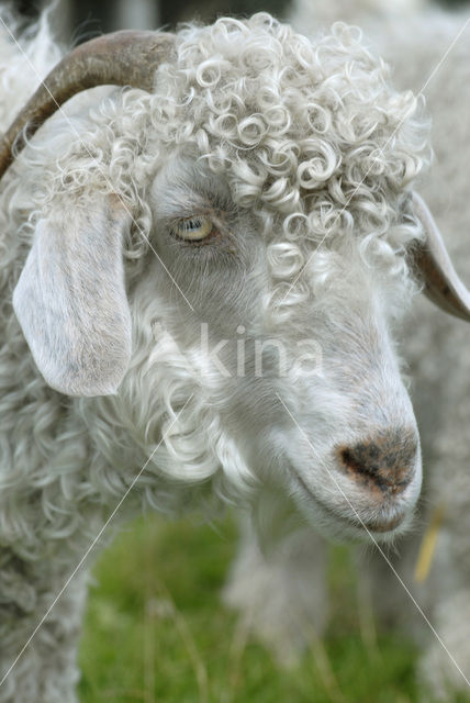 Angora Goat