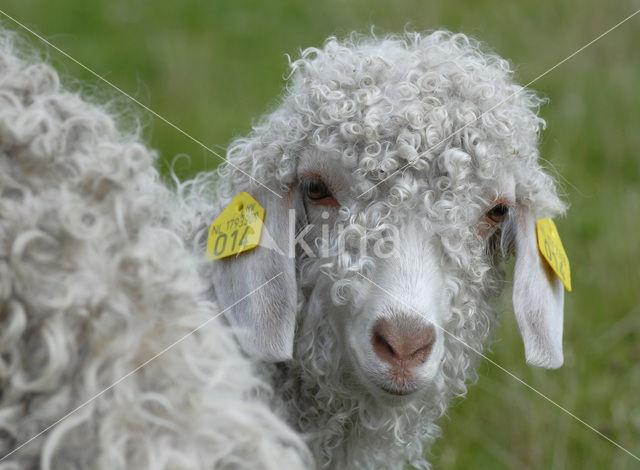 Angora Goat