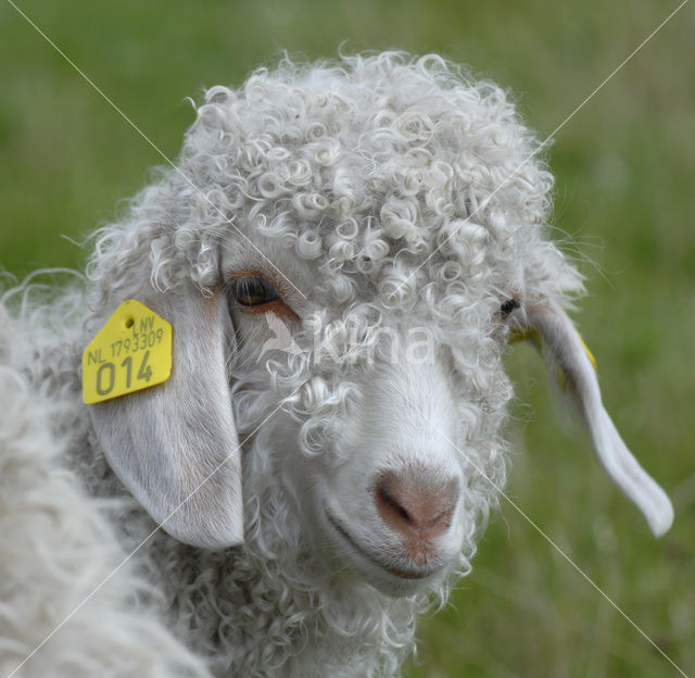 Angora Goat