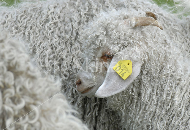 Angora Goat