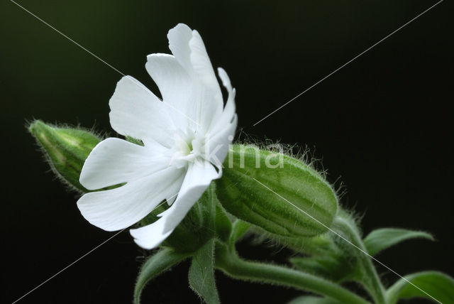 Bladder Campion (Silene latifolia)