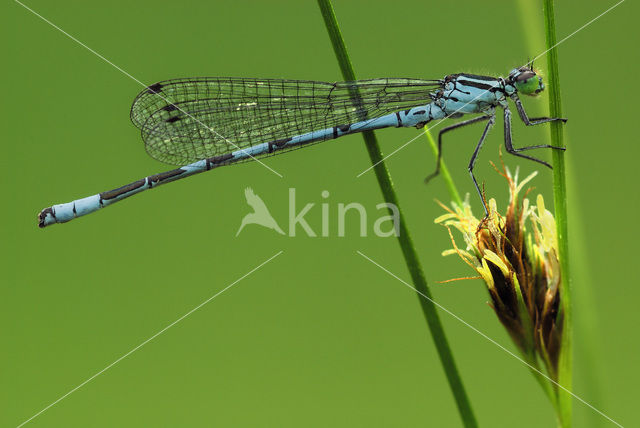 Azuurwaterjuffer (Coenagrion puella)