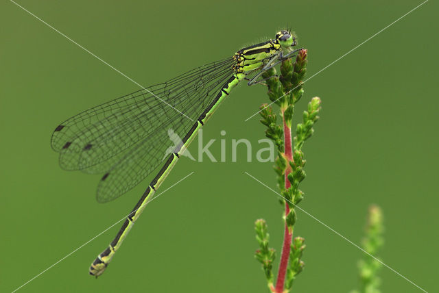 Azuurwaterjuffer (Coenagrion puella)