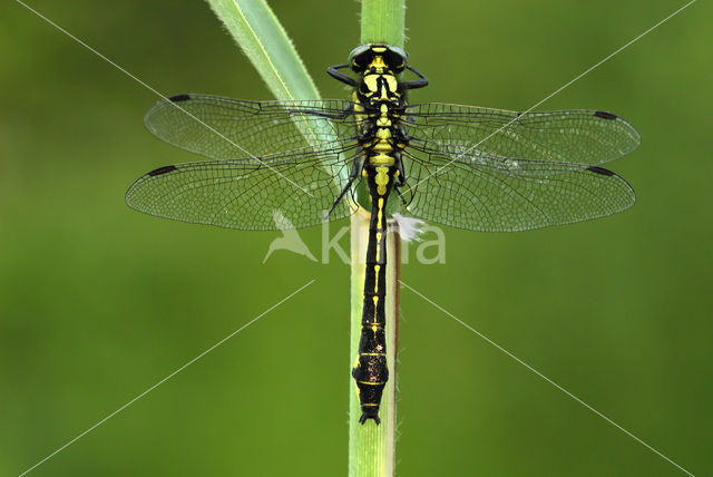 Beekrombout (Gomphus vulgatissimus)