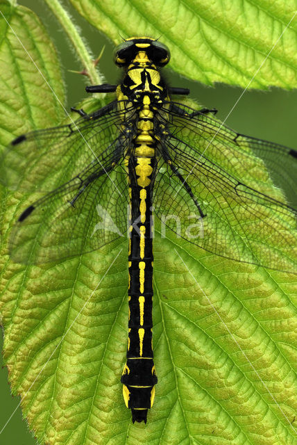 Beekrombout (Gomphus vulgatissimus)