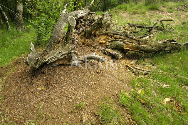 Behaarde rode bosmier (Formica rufa)