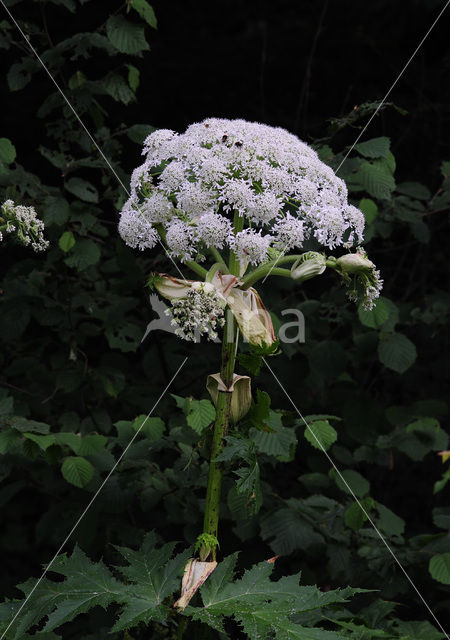 Giant Hogweed (Heracleum mantegazzianum)