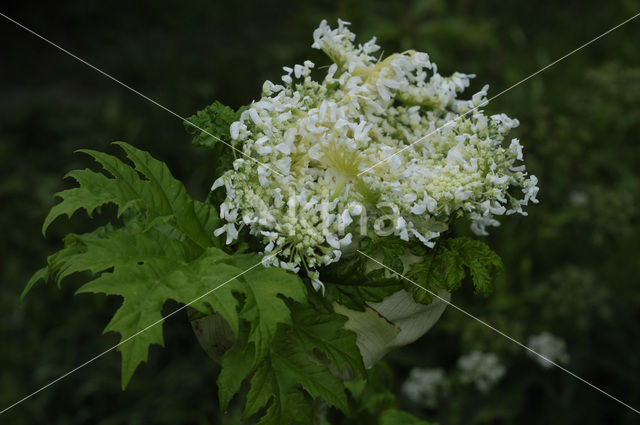 Giant Hogweed (Heracleum mantegazzianum)